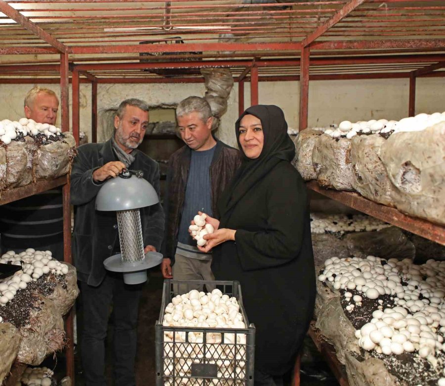 Mantar Üreticilerine Işıklı Tuzak Desteği