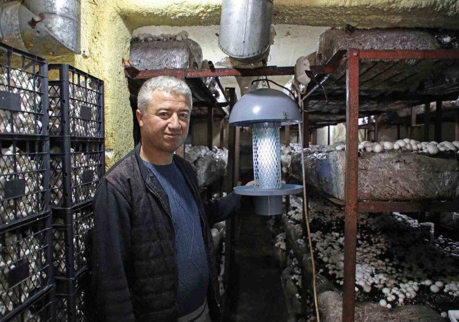 Mantar Üreticilerine Işıklı Tuzak Desteği