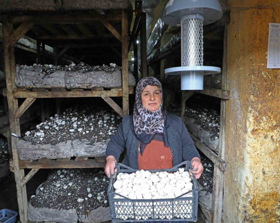 Mantar Üreticilerine Işıklı Tuzak Desteği