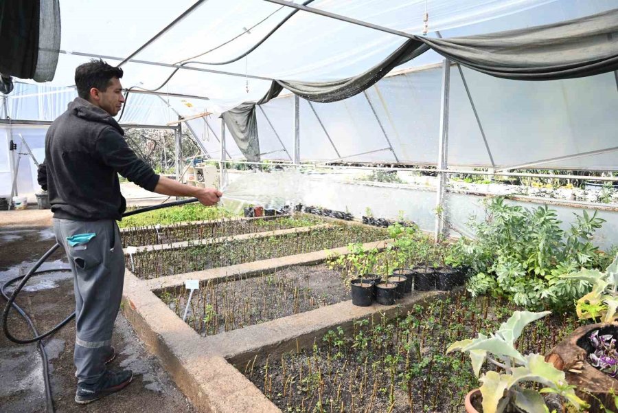 Kemer’in Çiçekleri Sezona Hazır