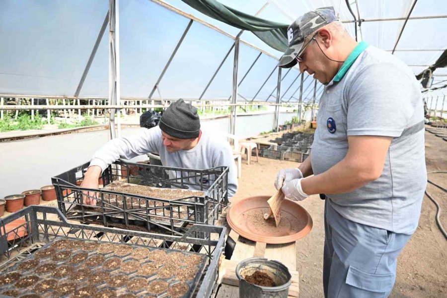 Kemer’in Çiçekleri Sezona Hazır
