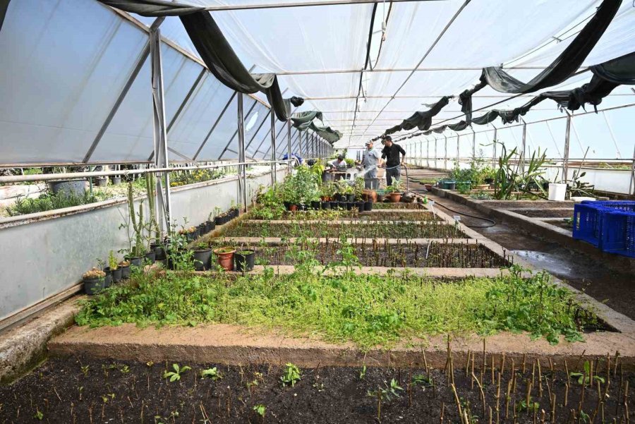 Kemer’in Çiçekleri Sezona Hazır