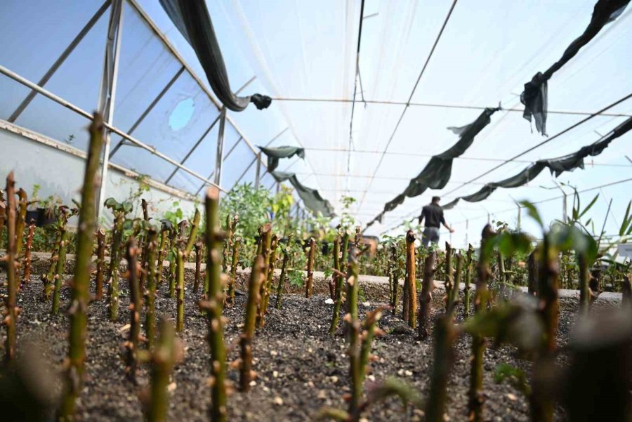 Kemer’in Çiçekleri Sezona Hazır