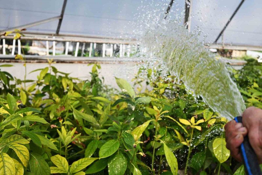 Kemer’in Çiçekleri Sezona Hazır