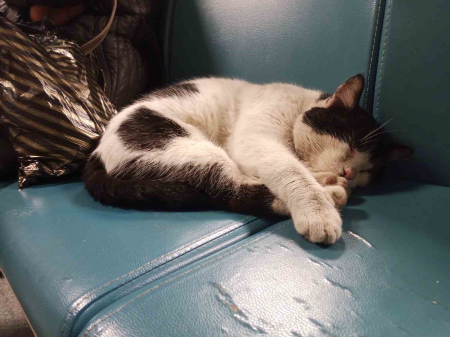 Dışarıda Üşüyen Kedi Isınmak İçin Hastaneye Sığındı