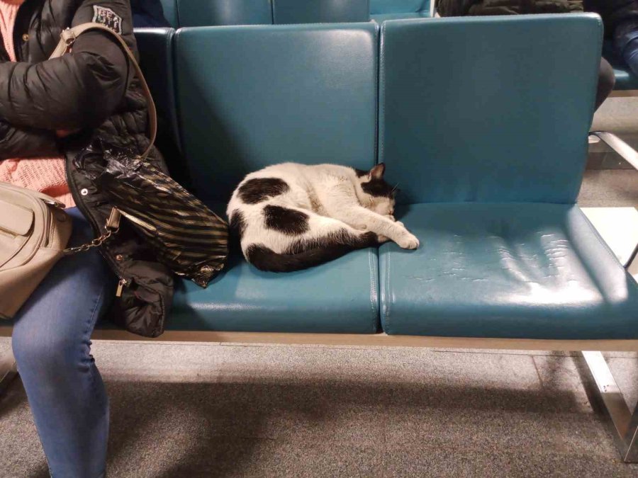 Dışarıda Üşüyen Kedi Isınmak İçin Hastaneye Sığındı