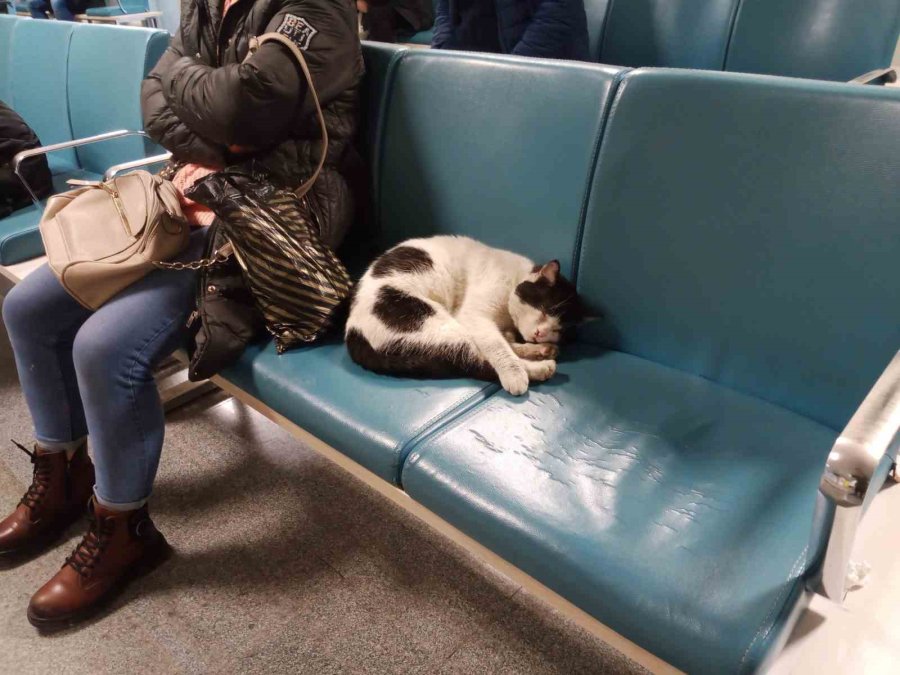 Dışarıda Üşüyen Kedi Isınmak İçin Hastaneye Sığındı