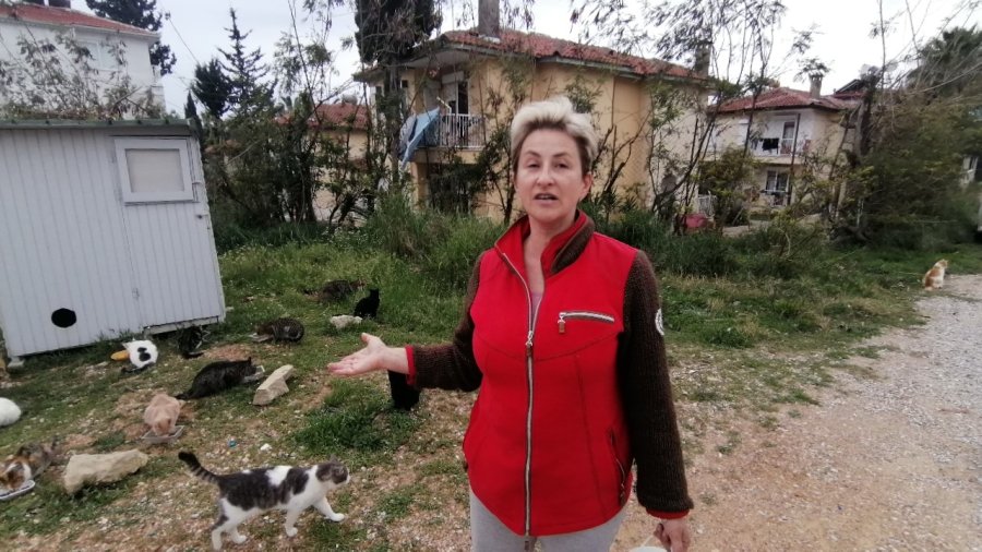 Rus Gelin, Tek Başına 250 Kediyi Sahiplendi