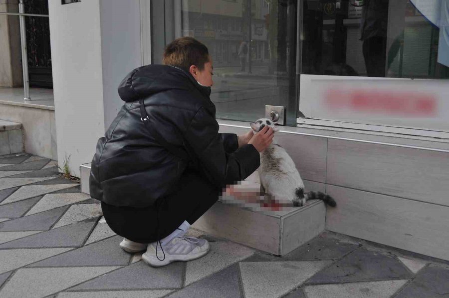 Süratli Sürücünün Çarptığı Kediye Öğrenciler Sahip Çıktı