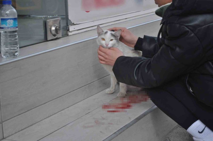 Süratli Sürücünün Çarptığı Kediye Öğrenciler Sahip Çıktı