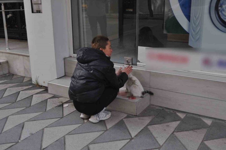 Süratli Sürücünün Çarptığı Kediye Öğrenciler Sahip Çıktı