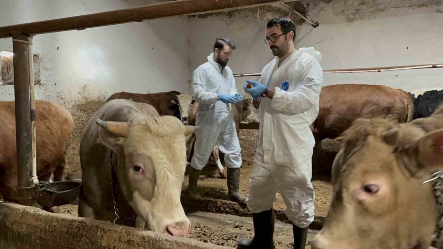 Şap Hastalığına Karşı Ekipler Sahada