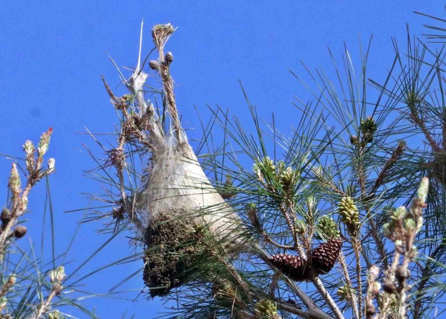 Evinin Bahçesindeki Tırtılları Süpürdü, Hastanelik Oldu