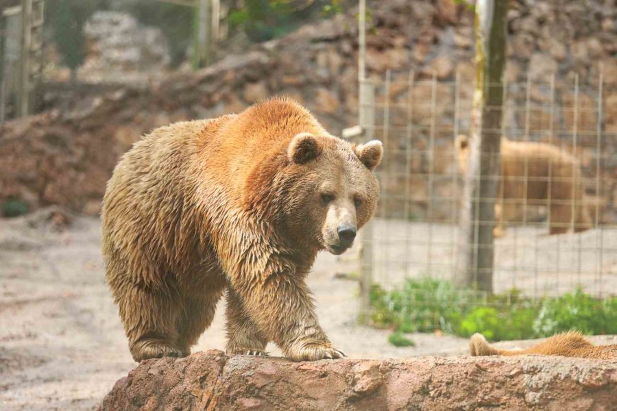 Dünya Ayı Günü’nde Ayılara Balkabağı Pastası