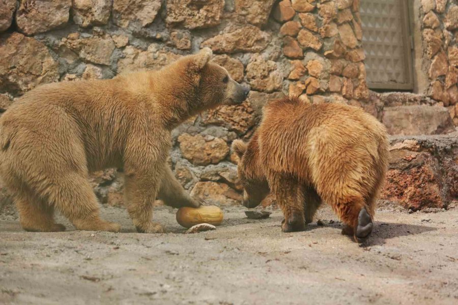 Dünya Ayı Günü’nde Ayılara Balkabağı Pastası