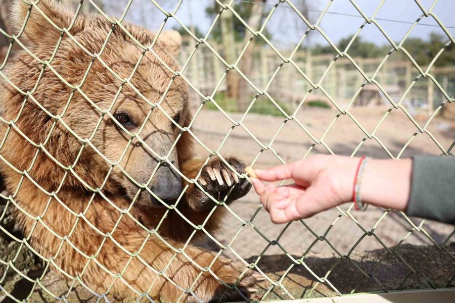 Dünya Ayı Günü’nde Ayılara Balkabağı Pastası