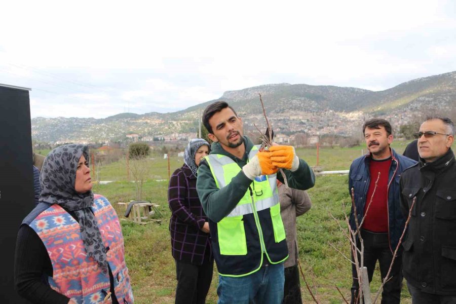 Akseki Ve Demre’de Budama Ve Aşılama Eğitimi Verildi