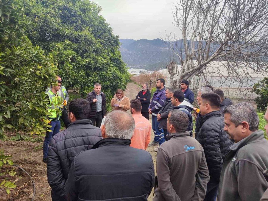 Akseki Ve Demre’de Budama Ve Aşılama Eğitimi Verildi