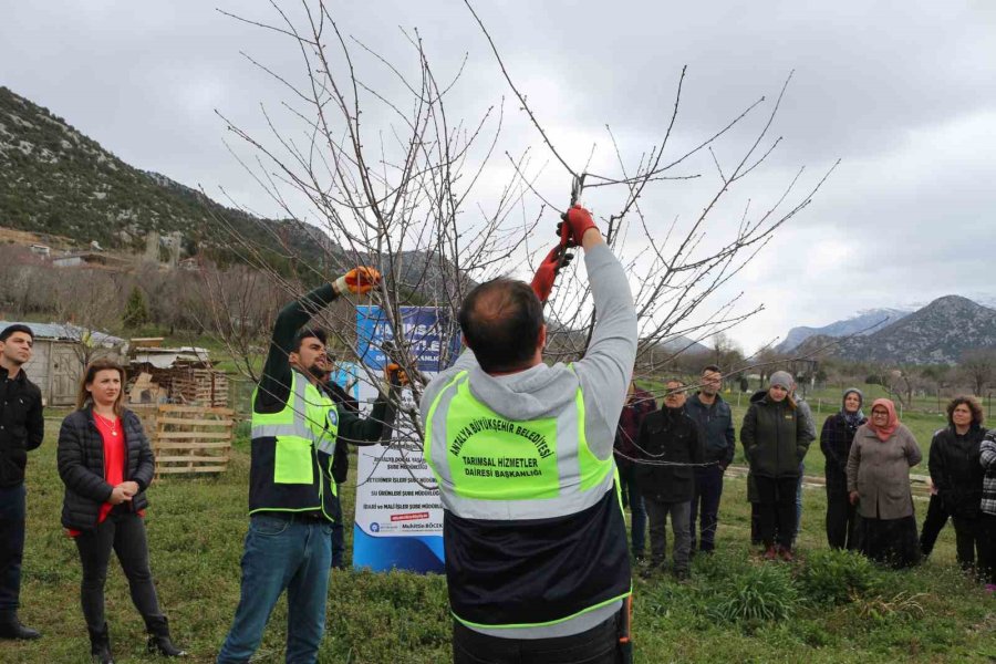 Akseki Ve Demre’de Budama Ve Aşılama Eğitimi Verildi