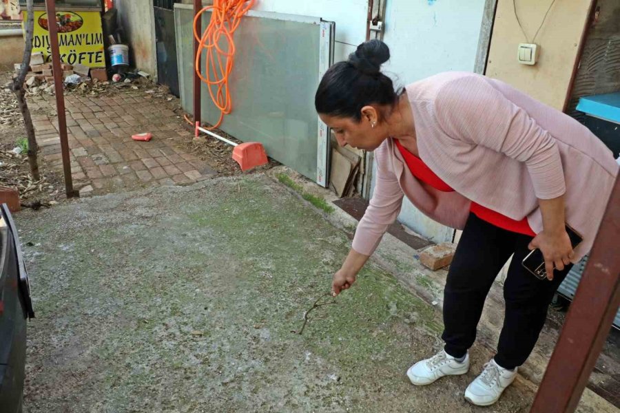 Evinin Bahçesindeki Tırtılları Süpürdü, Hastanelik Oldu