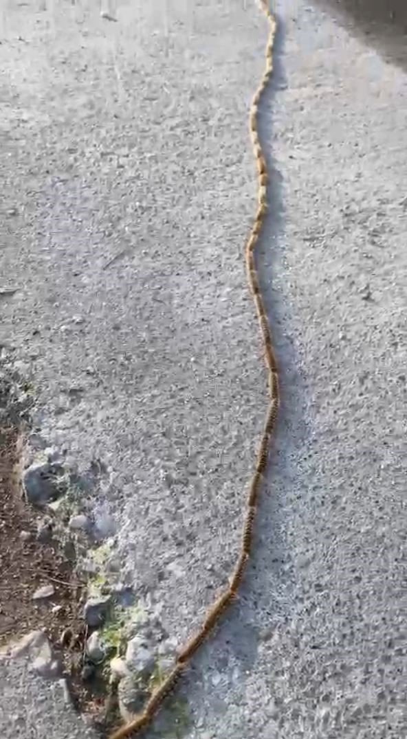 Evinin Bahçesindeki Tırtılları Süpürdü, Hastanelik Oldu