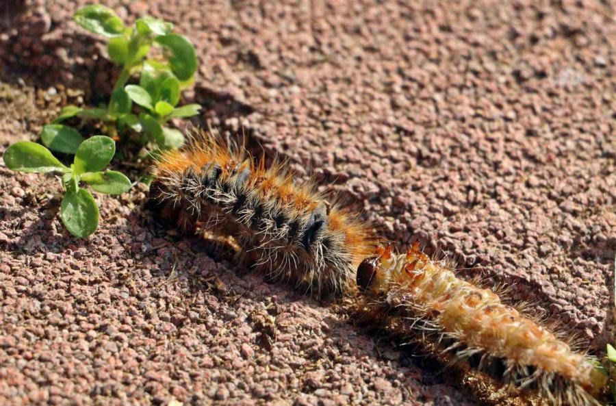 Evinin Bahçesindeki Tırtılları Süpürdü, Hastanelik Oldu