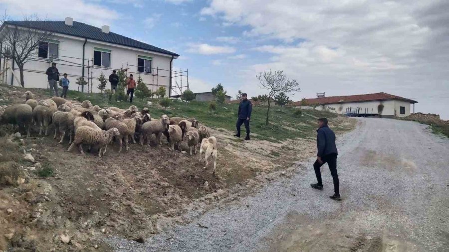 Eskişehir’de 33 Küçükbaş Hayvan Dron Desteğiyle Bulundu