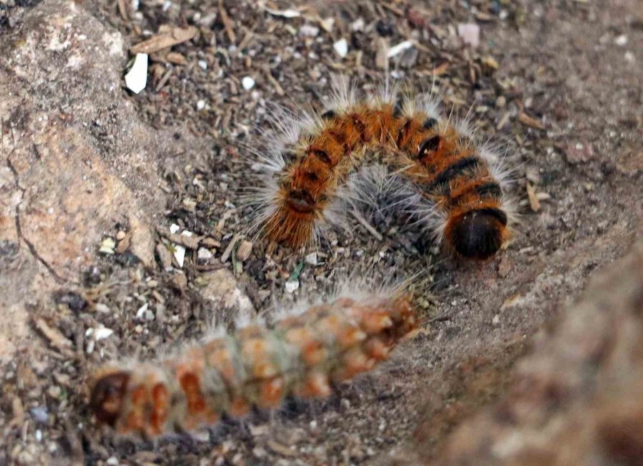 Evinin Bahçesindeki Tırtılları Süpürdü, Hastanelik Oldu