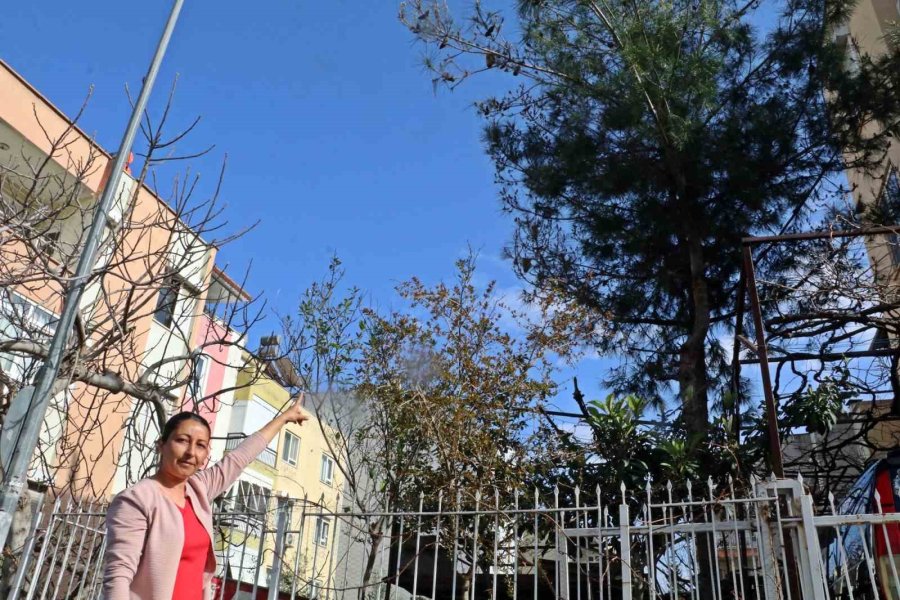 Evinin Bahçesindeki Tırtılları Süpürdü, Hastanelik Oldu