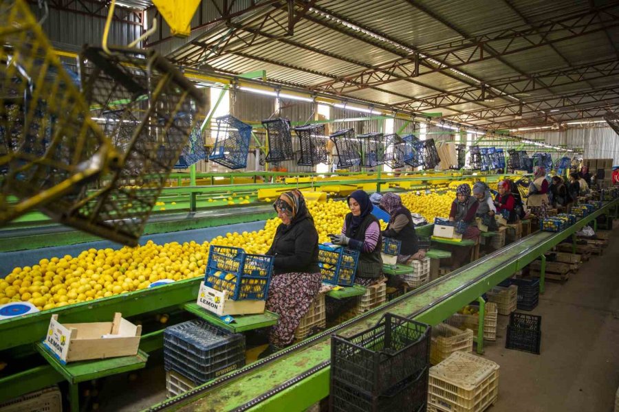 Mersin’den Deprem Bölgesine 160 Ton Narenciye Ürünü Gönderildi