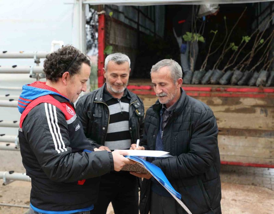 “sarıcakaya’da İncir Yetişiyor” Projesi