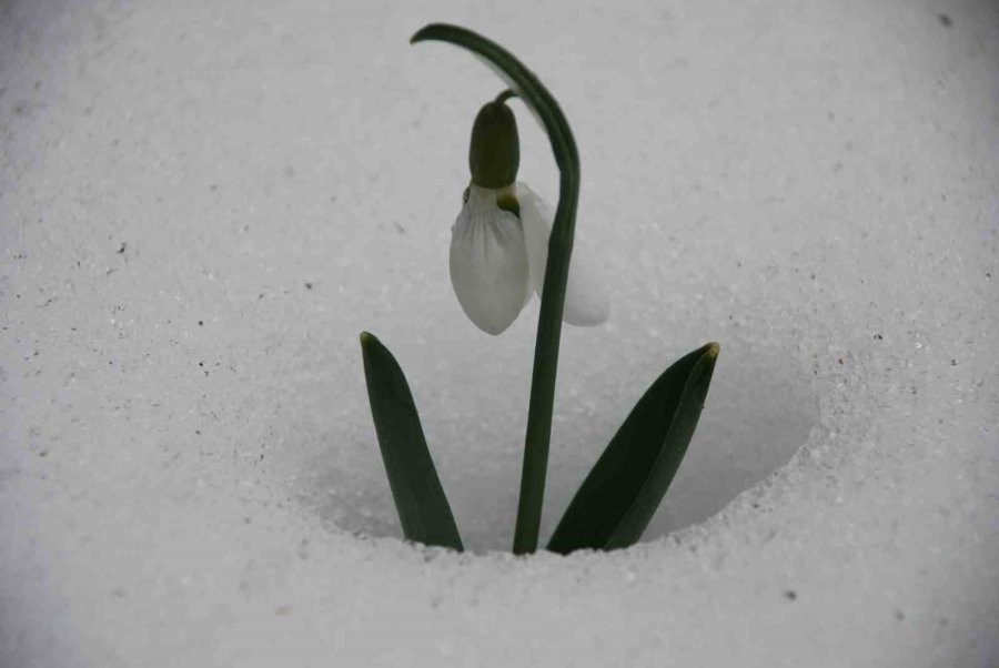 Toroslar’ın Gelinliği Kardelenler Karların Arasından Yüzünü Gösterdi