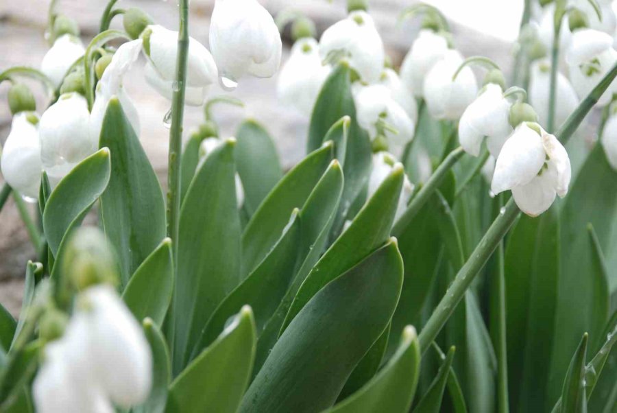 Toroslar’ın Gelinliği Kardelenler Karların Arasından Yüzünü Gösterdi