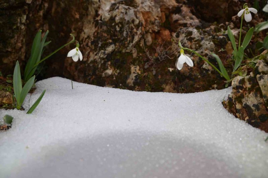 Toroslar’ın Gelinliği Kardelenler Karların Arasından Yüzünü Gösterdi