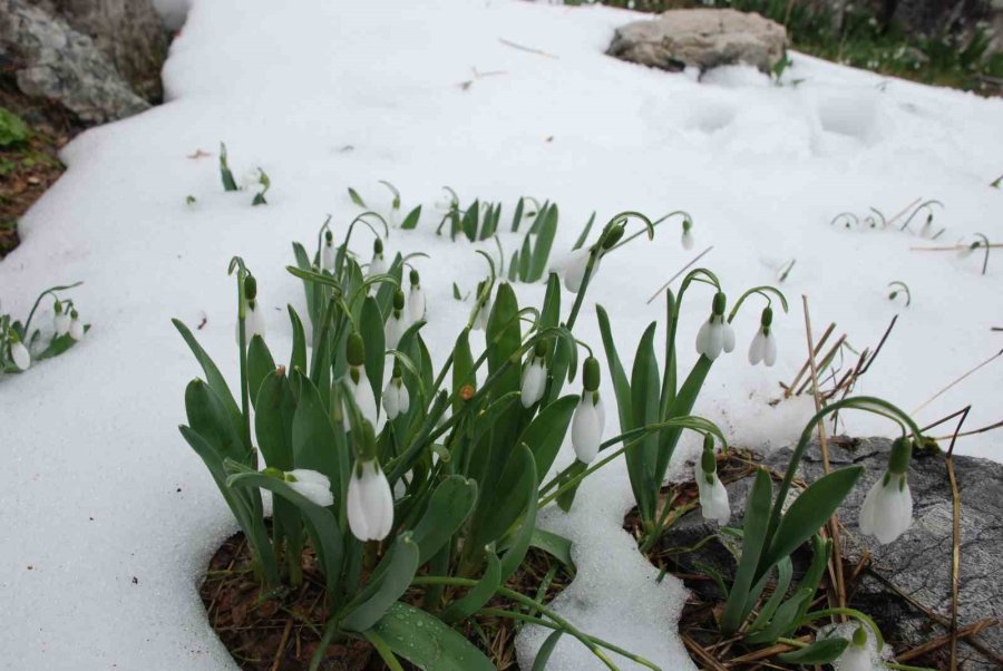 Toroslar’ın Gelinliği Kardelenler Karların Arasından Yüzünü Gösterdi