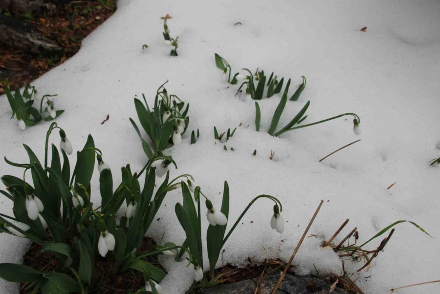 Toroslar’ın Gelinliği Kardelenler Karların Arasından Yüzünü Gösterdi