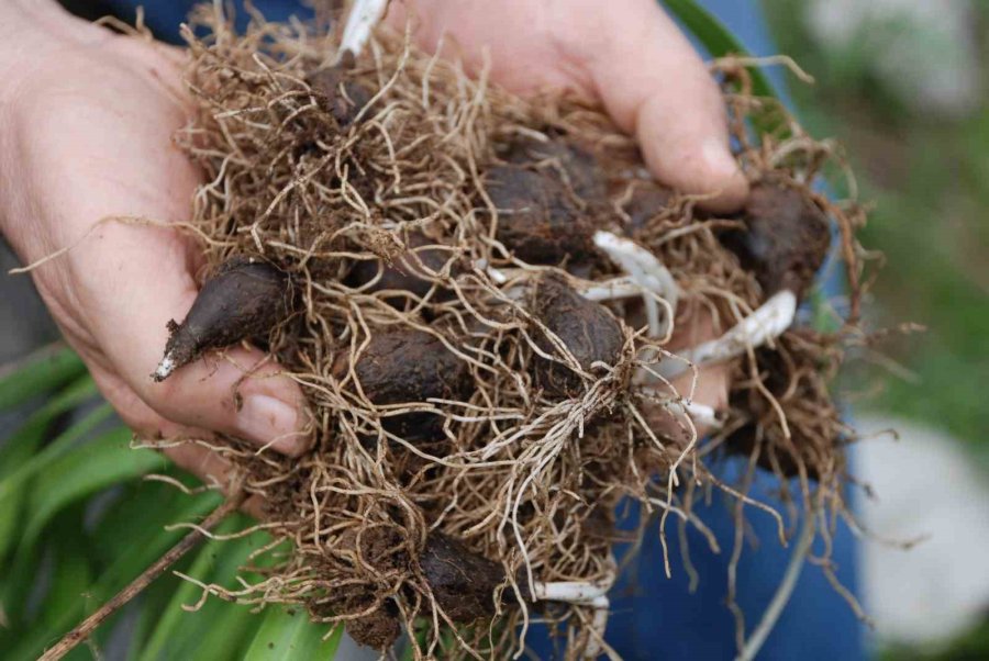 Toroslar’ın Gelinliği Kardelenler Karların Arasından Yüzünü Gösterdi