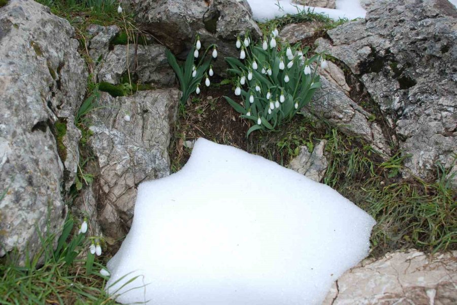 Toroslar’ın Gelinliği Kardelenler Karların Arasından Yüzünü Gösterdi