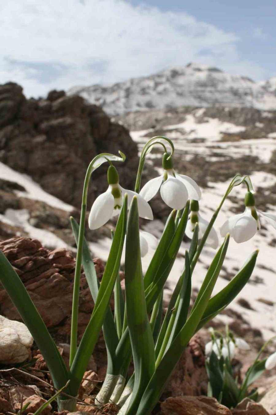 Toroslar’ın Gelinliği Kardelenler Karların Arasından Yüzünü Gösterdi