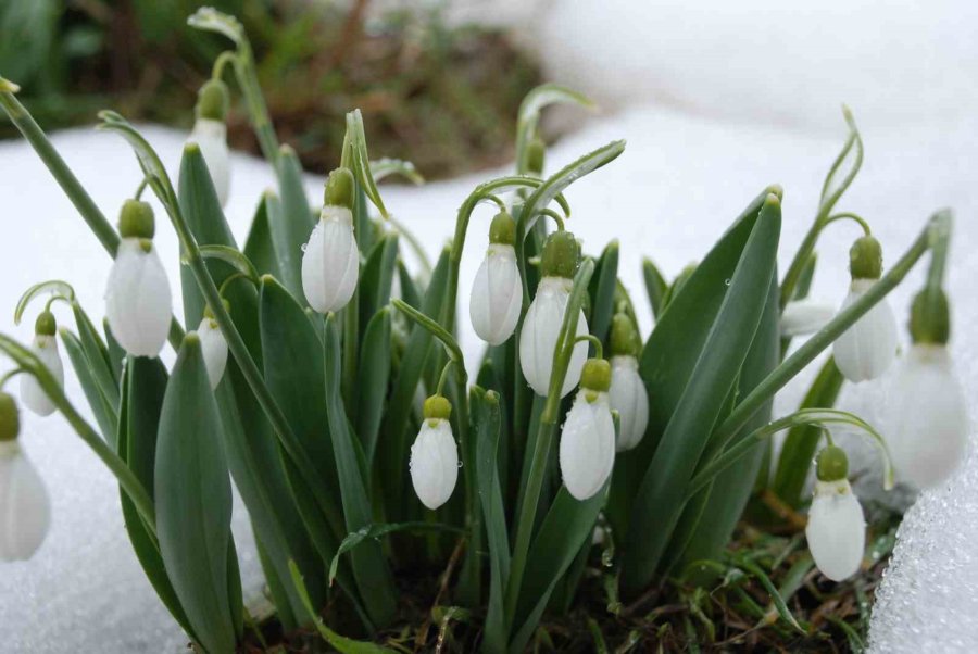 Toroslar’ın Gelinliği Kardelenler Karların Arasından Yüzünü Gösterdi