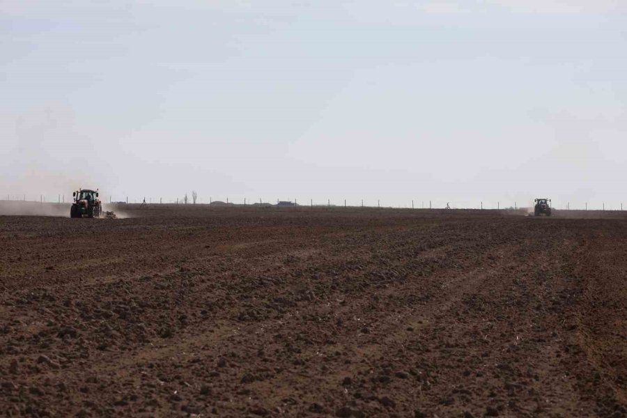 Konya Büyükşehir 800 Bin Metrekarelik Araziye Aspir Bitkisi Ekti