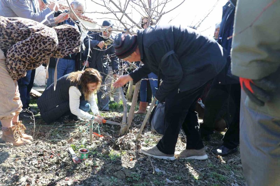 Eskişehir Çiftçisine Meyve Ağaçlarında Aşılama Kursu