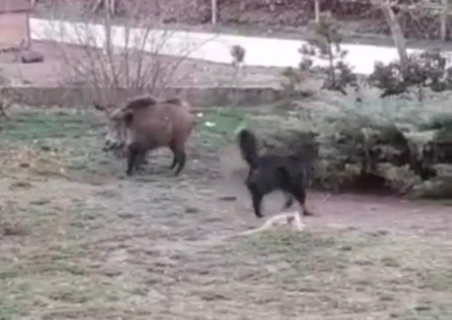 Domuzlar Şehir Merkezinde