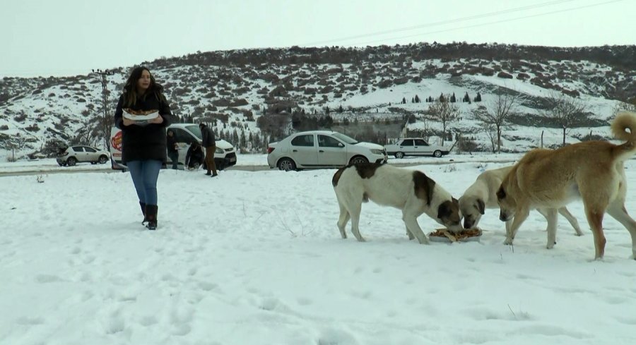 Kar Yağdı, Sokak Hayvanları Unutulmadı