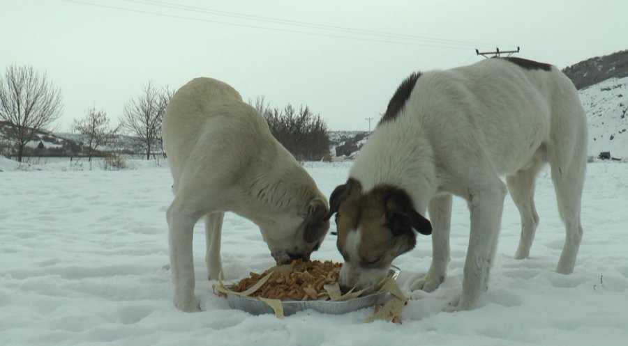 Kar Yağdı, Sokak Hayvanları Unutulmadı