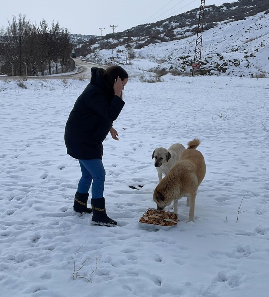 Kar Yağdı, Sokak Hayvanları Unutulmadı