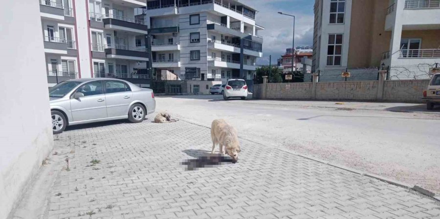 Mersin Mut’ta Hayvan İç Organları Ve Derilerini Çöpe Atanlar Tepki Çekti