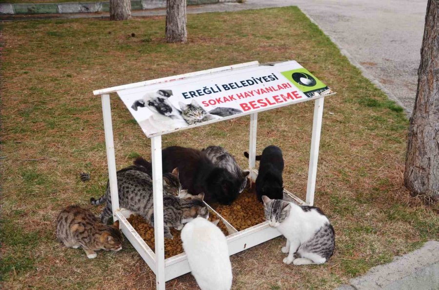 Ereğli Belediyesi Sokak Hayvanlarına Sahip Çıkıyor