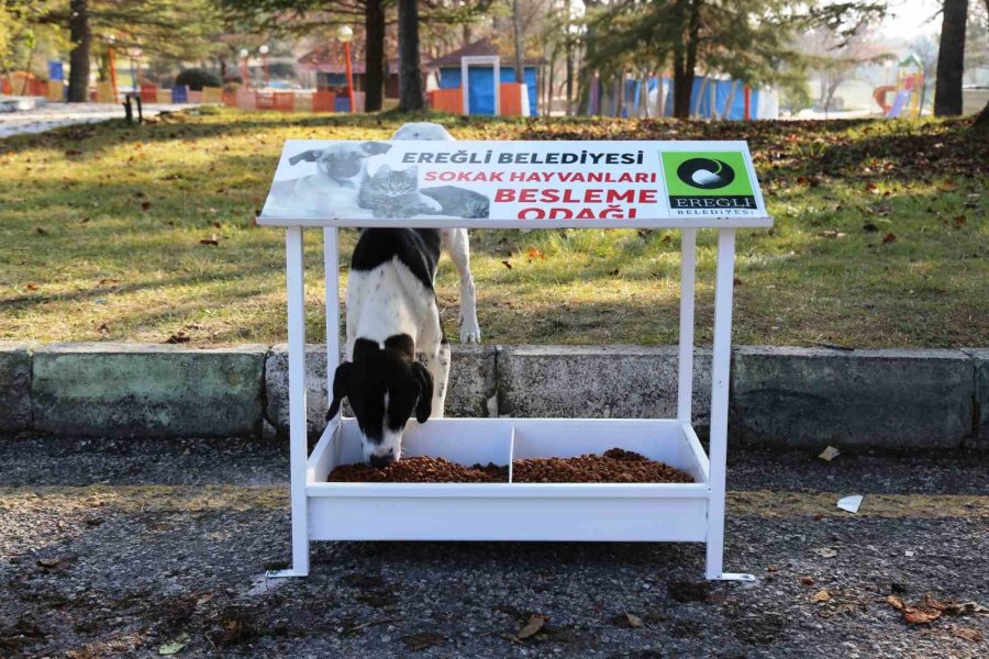 Ereğli Belediyesi Sokak Hayvanlarına Sahip Çıkıyor