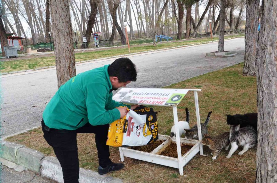 Ereğli Belediyesi Sokak Hayvanlarına Sahip Çıkıyor